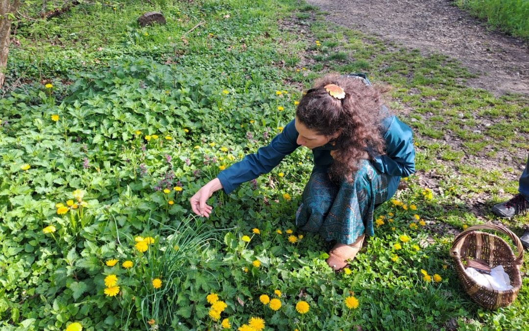 Journée sur les plantes sauvages et super-aliments