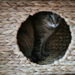 attention chat