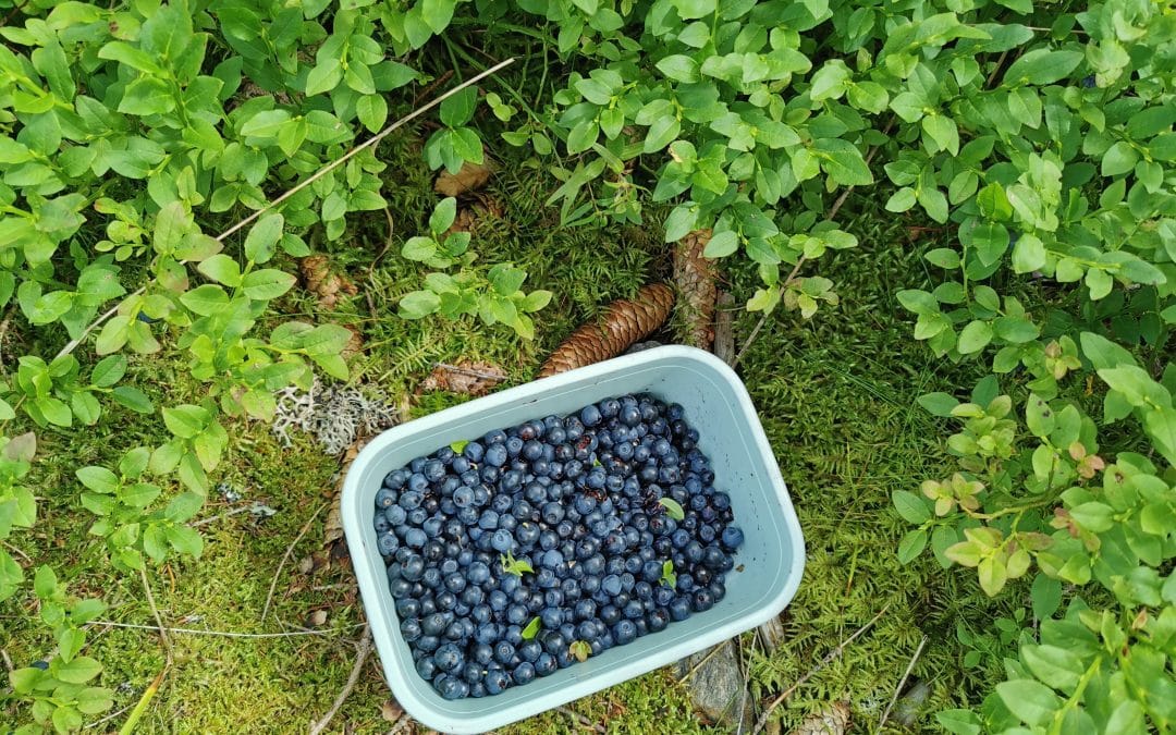 Les myrtilles sauvages de la Forêt Noire