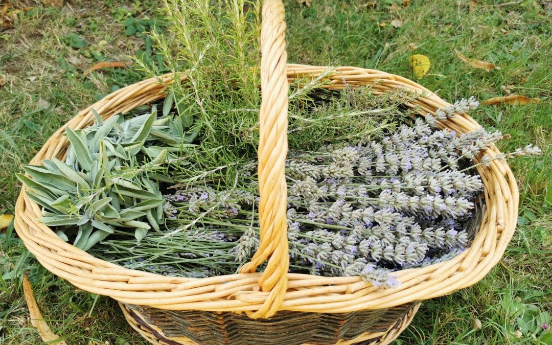 Le vinaigre des 4 voleurs : une préparation mythique