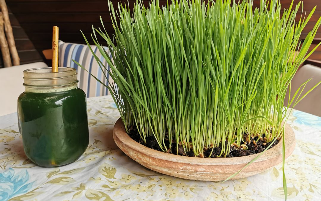 Boisson à la chlorophylle, un concentré de vitalité